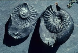 Shaligram Stone