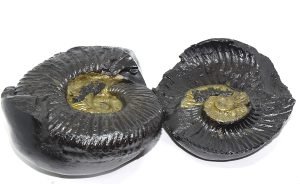 Different types of Shaligram Stones